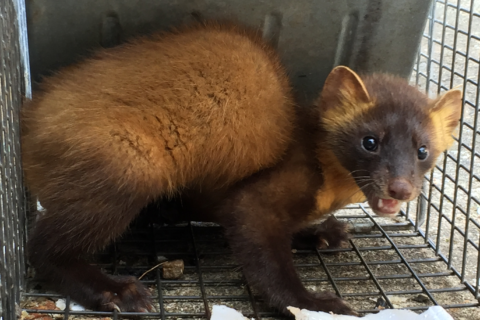 ホンドテン Martes Melampus Melamp の生態 繁殖生態 行動圏 食性 Gisで学ぶ野生動物 鳥類の生態 ホンドテン Martes Melampus Melamp の生態 繁殖生態 行動圏 食性 Gisで学ぶ野生動物 鳥類の生態