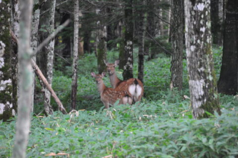埼玉県秩父付近　害獣処分のニホンジカ　鹿の角 顔つき 角の長さ約51センチ② ニホンジカの生態｜繁殖・食性（嗜好・不嗜好植物）・行動圏