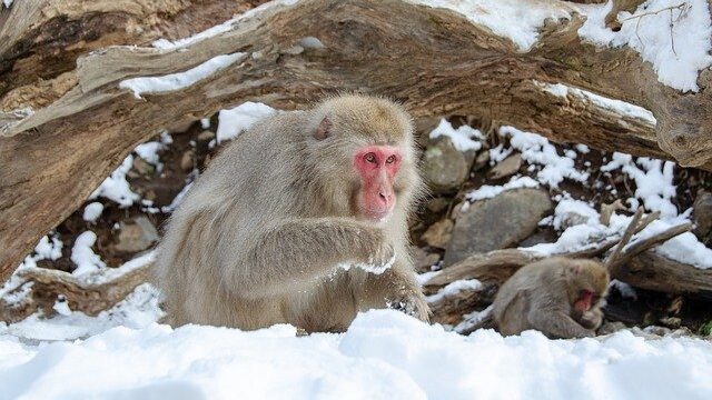 ニホンザルの生態 特徴 繁殖生態 食性 農作物被害 群れの個体数 遊動域 いのくまあらぬー