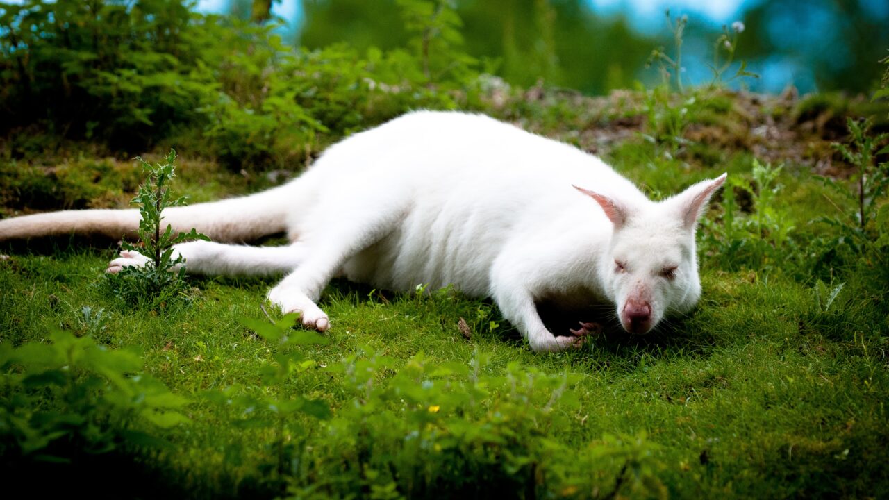 日本国内で確認されたアルビノ Albino 個体の記録 いのくまあらぬー 日本国内で確認されたアルビノ Albino 個体の記録 いのくまあらぬー