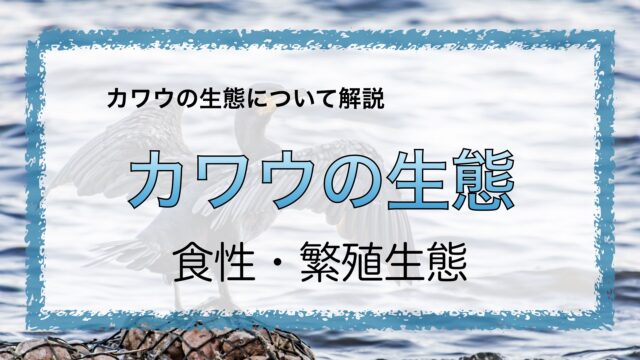 カワウの生態 食性 繁殖生態 繁殖期 コロニー 一腹産卵数 いのくまあらぬー