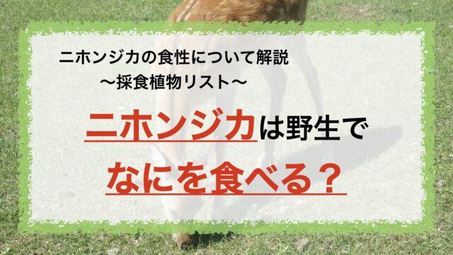 ニホンジカは野生でなにを食べる 採食植物リスト 木本類 ツル植物 草本類 Gisで学ぶ野生動物 鳥類の生態
