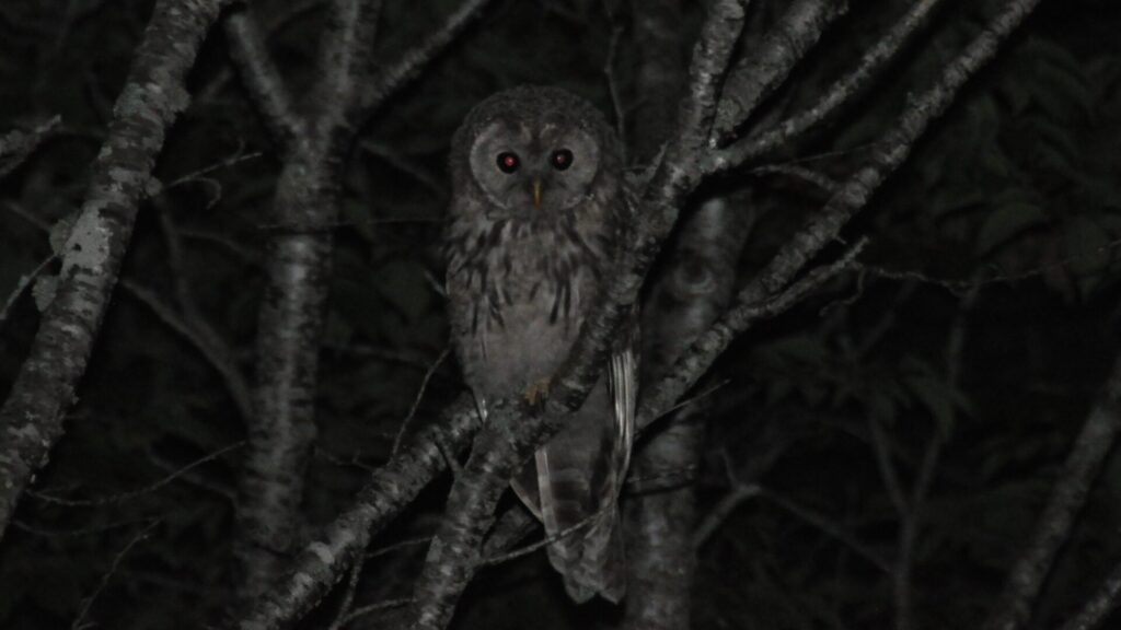 フクロウの生態|食性・食性・繁殖生態|GISで学ぶ野生動物・鳥類の生態