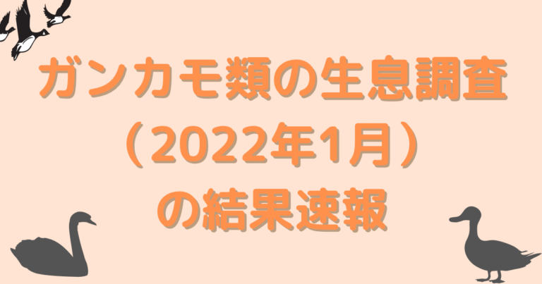 ガンカモ類の生息調査(2022年1月)の結果速報 |GISで学ぶ野生動物・鳥類の生態