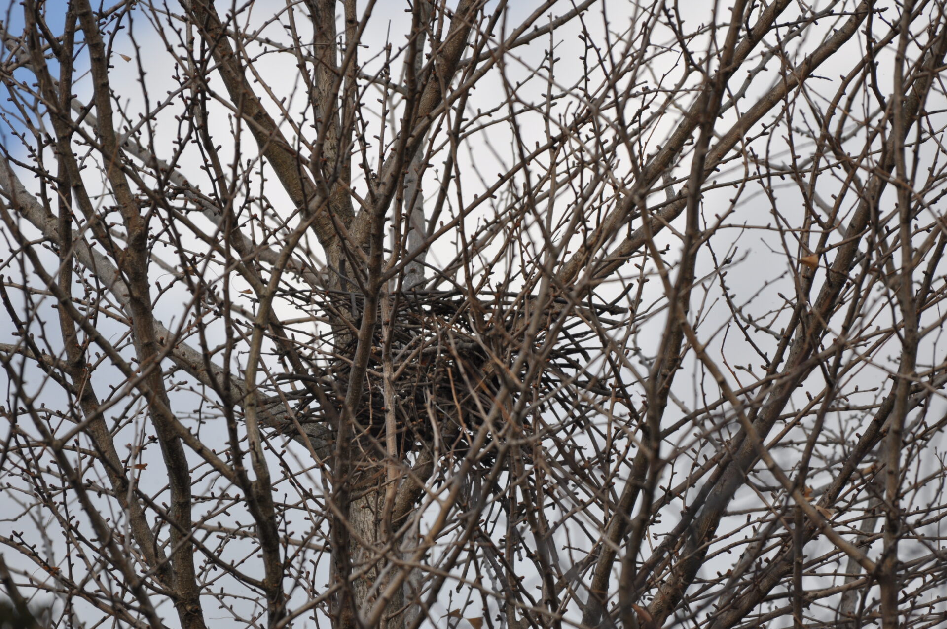 【繁殖生態】カラスの営巣環境（営巣木・巣材）｜GISで学ぶ野生動物・鳥類の生態