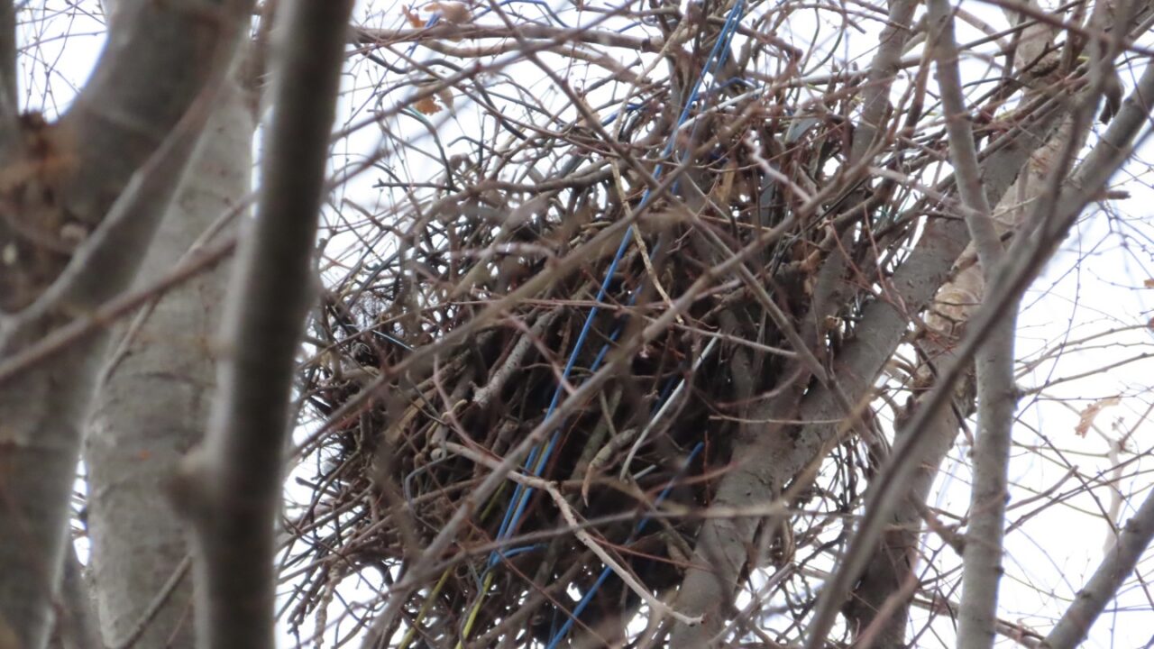 【繁殖生態】カラスの営巣環境（営巣木・巣材）｜GISで学ぶ野生動物・鳥類の生態