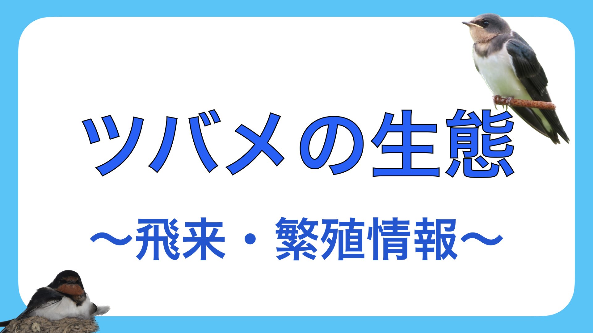 ツバメ 産卵 時期