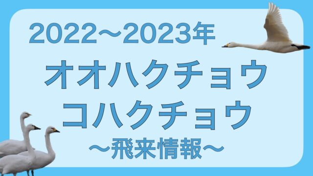2022～2023年】コハクチョウ・オオハクチョウの初飛来・北帰行情報 